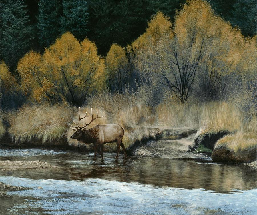 Elk Painting by Rusty Frentner