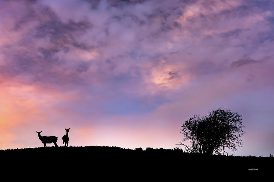 Elk Silhouette Sunset Photograph by Leland D Howard