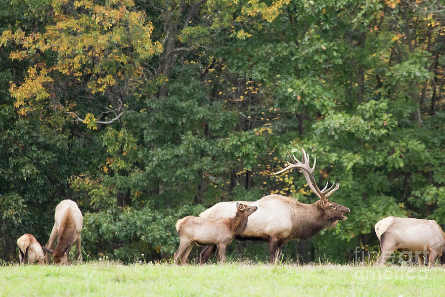 Elk Size Difference  Photograph by Jeannette Hunt