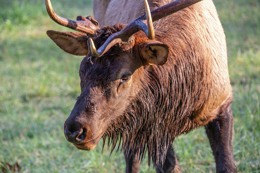 Elk Stink Eye Photograph by Douglas Wielfaert