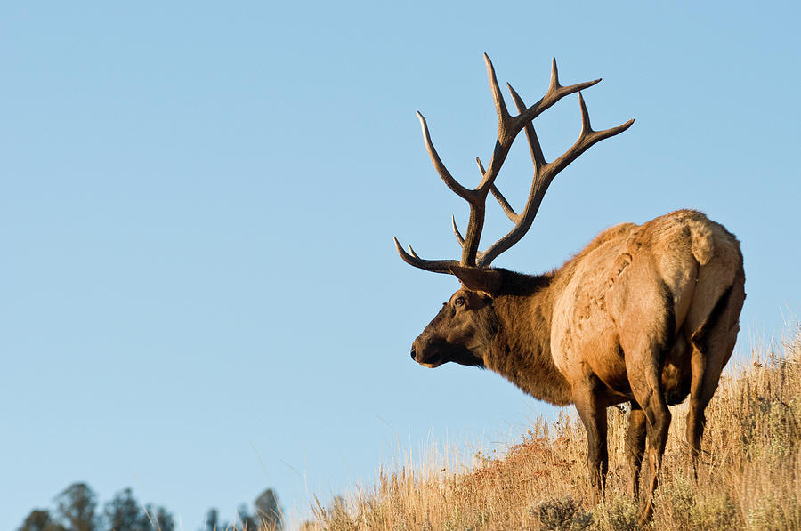 Elk Photograph by Stockstudiox