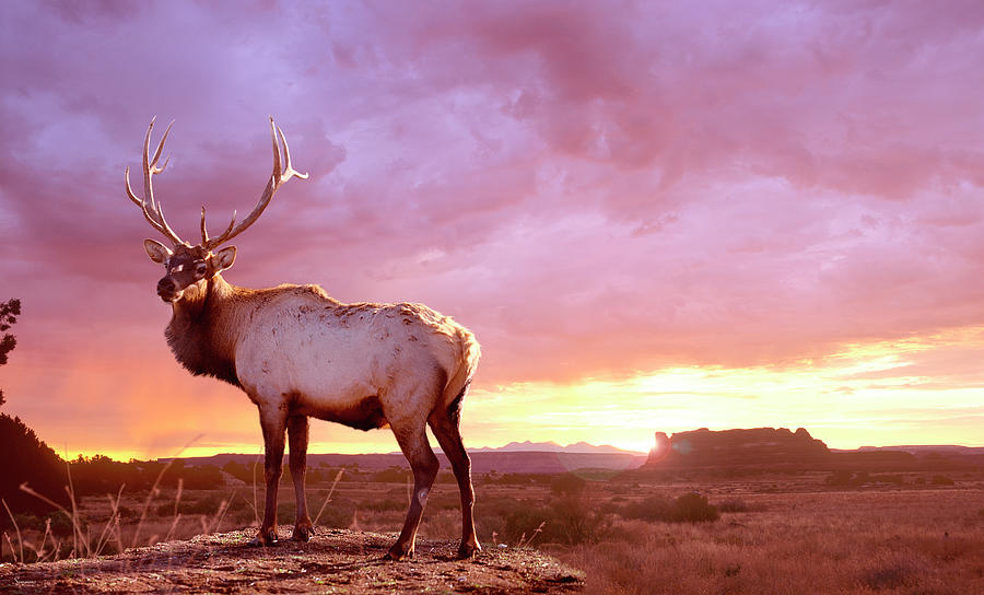 Elk Sunrise In Canyonland Photograph by Gordon Semmens