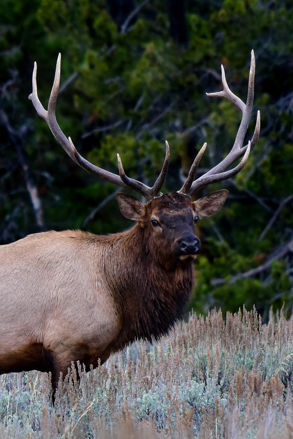 Elk up close Photograph by Dwight Eddington - Fine Art America