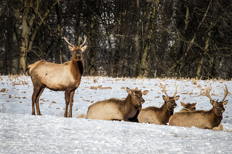 Elk Photograph by Bill Chizek