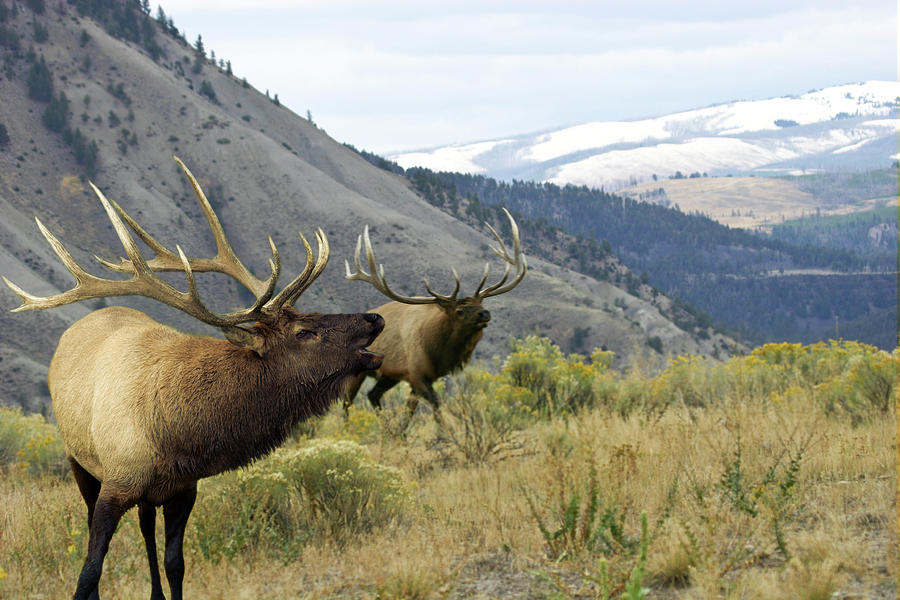 Elk With A Scenic Background Photograph by Birdofprey
