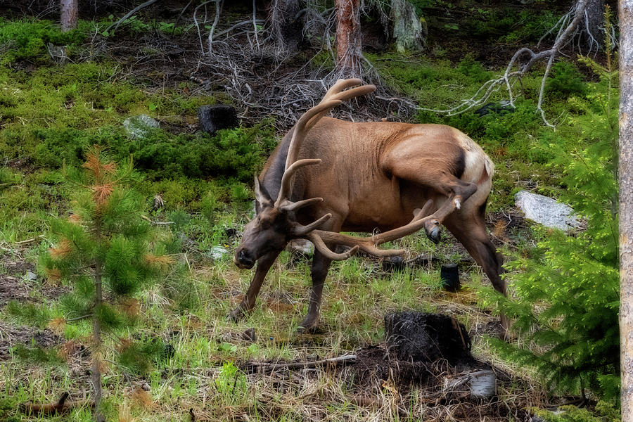 Elk with a scratch Photograph by Dan Friend