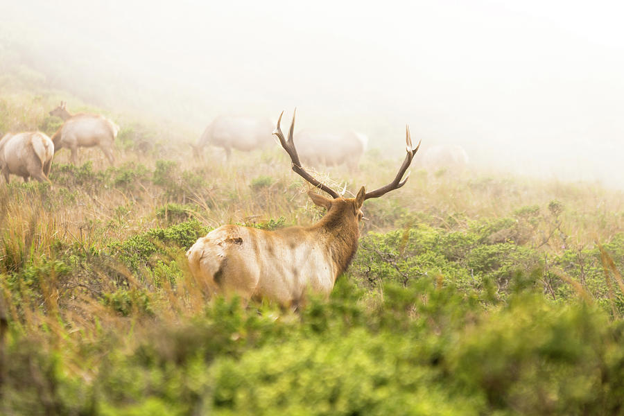 Elk in Fog Photograph by Diego Garcia
