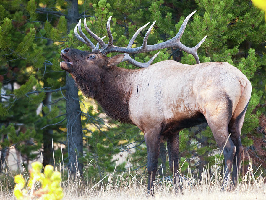 Elk With Big Antlers Bugling At Photograph by Birdimages