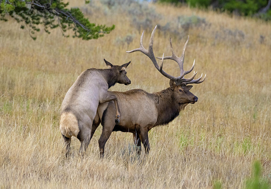 Elks Pair Mating, Yellowstone National Park, Wyoming, Usa. Photograph by George Sanker / Naturepl.com Elks Pair Mating, Yellowstone National Park, Wyoming, Usa. Photograph by George Sanker / Naturepl.com
