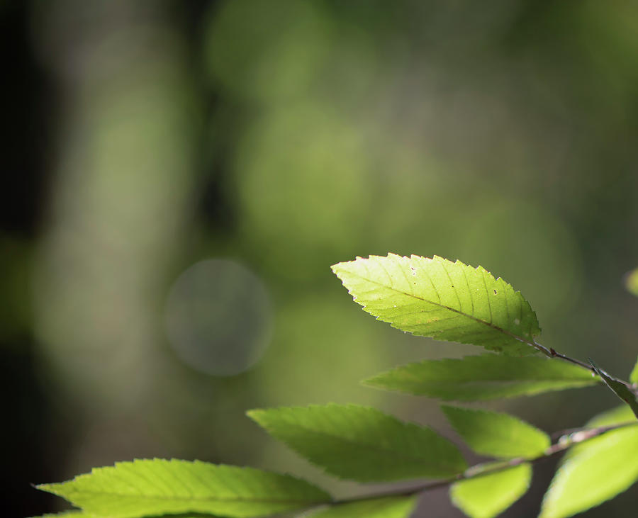 Elm Leaves by Karen Rispin Elm Leaves by Karen Rispin