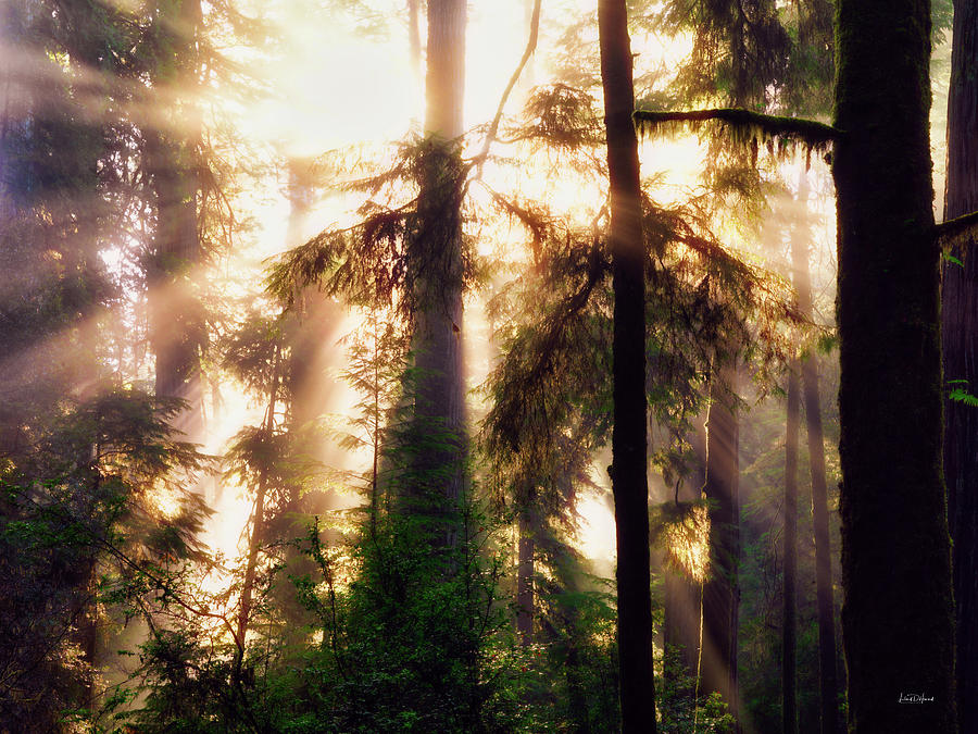 Eloquent Redwoods Photograph by Leland D Howard