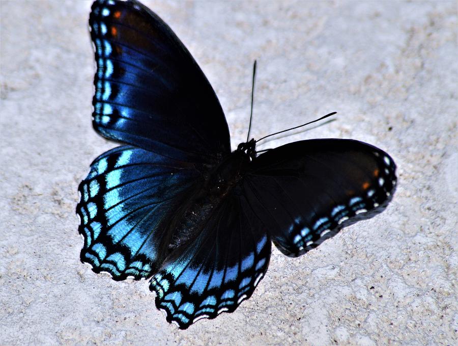 Elsie's Red Spotted Purple Butterfly Photograph by Warren Thompson ...