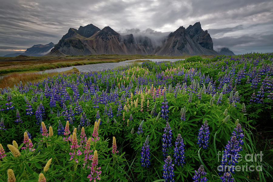 Lupine Wildflowers near Vestrahorn Mountain in Iceland Photograph by Tom Schwabel
