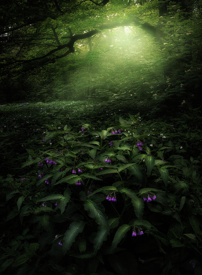 Elves Woods Photograph by Kirill Volkov