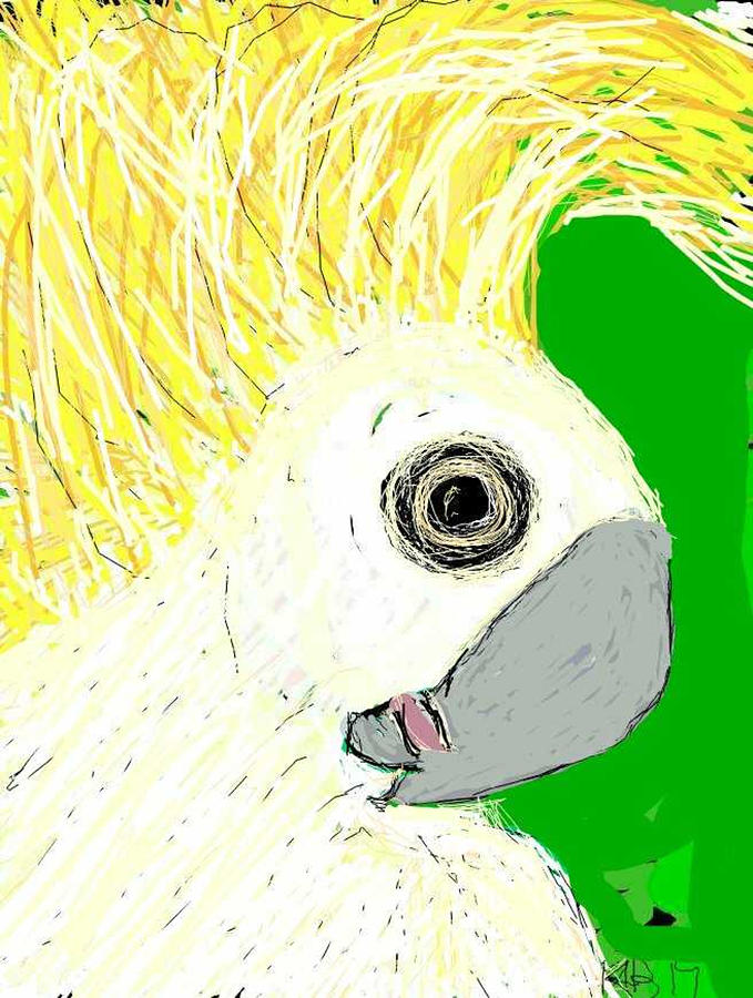 Elvis the Sulfer Crested Cockatoo Drawing by Kathy Barney