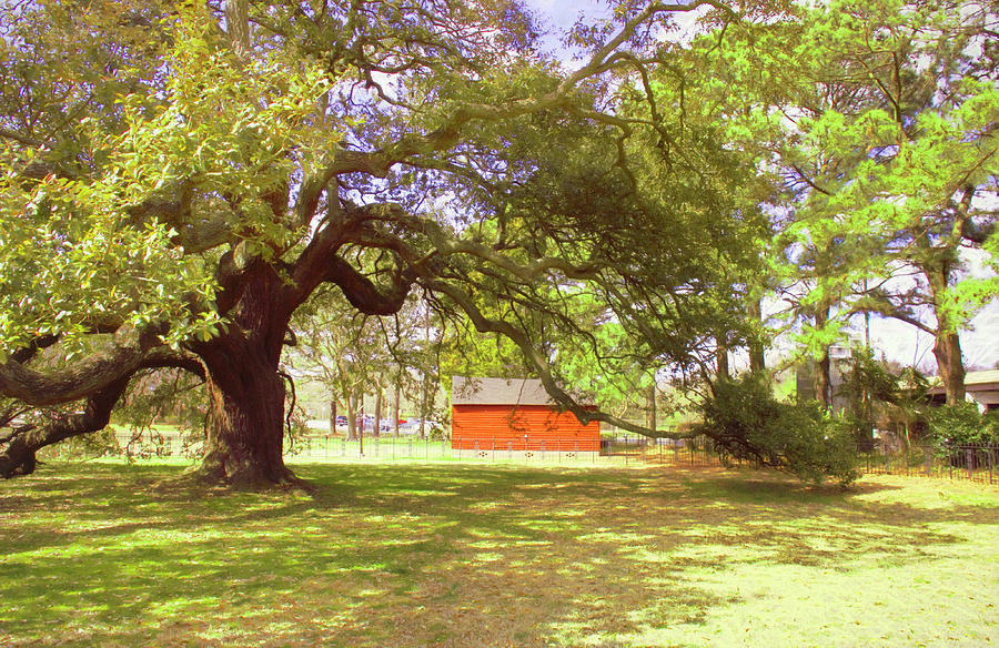 Beneath The Old Emancipation Oak Tree Photograph