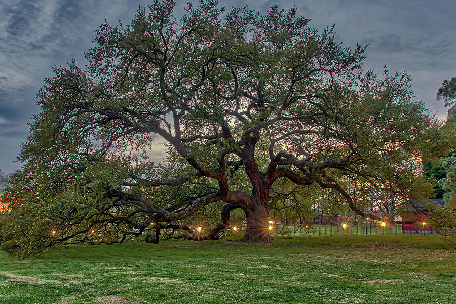 Emancipation Oak at Dusk by Jerry Gammon Emancipation Oak at Dusk by Jerry Gammon