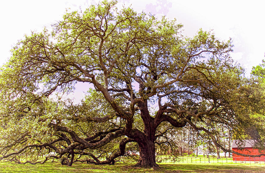 Emancipation Oak  Symbol of Freedom Photograph by Ola Allen