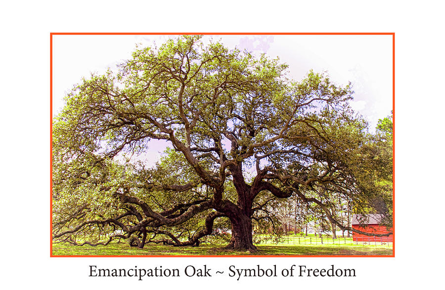 Emancipation Oak Symbol of Freedom Poster Photograph by Ola Allen