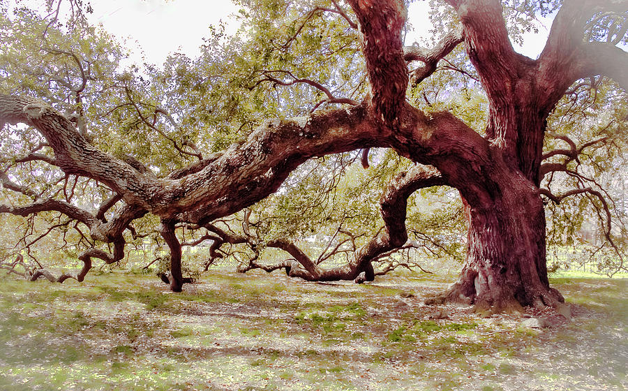 Emancipation Oak Tree Branches at Hampton University Photograph by Ola Allen