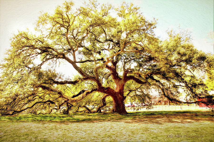 Emancipation Oak Photograph by Ola Allen