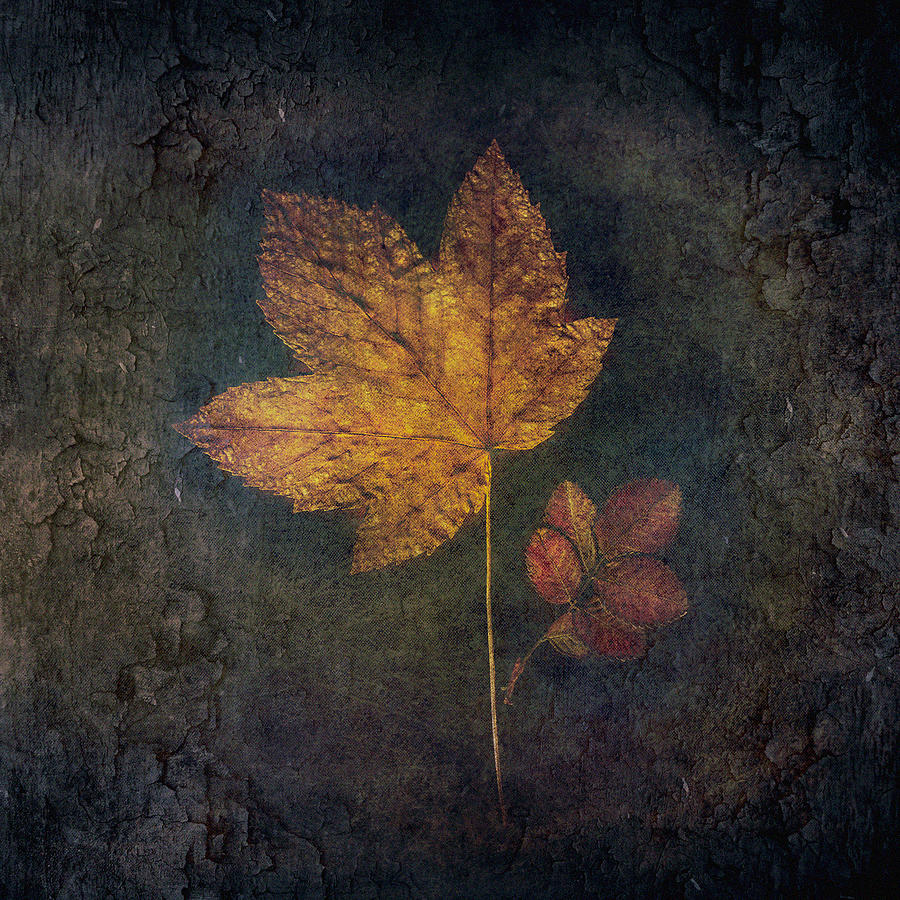 Fall Photograph - Embedded by iek K?ral