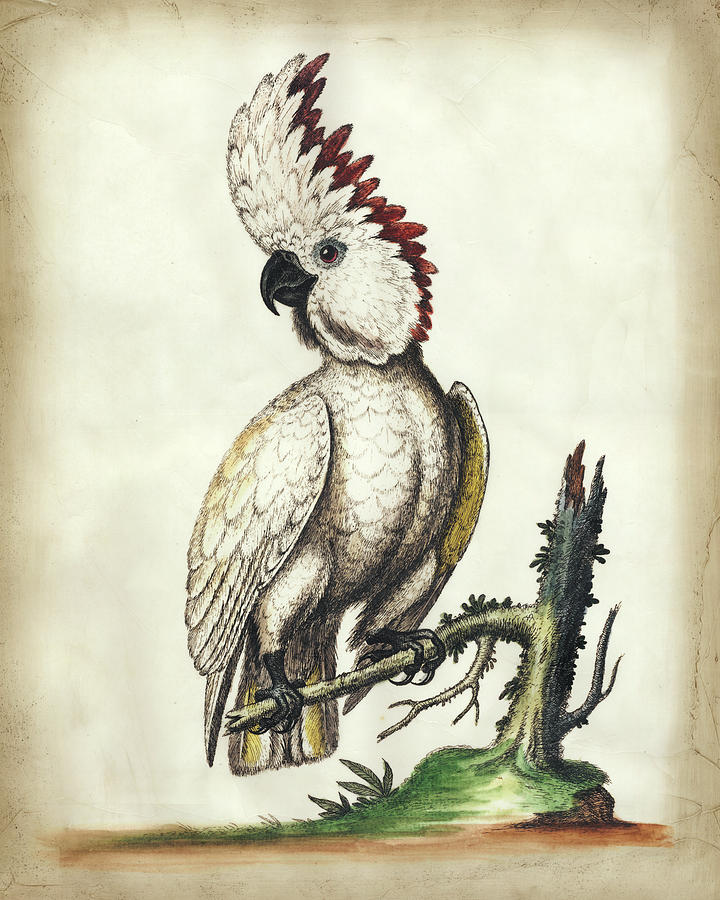 Animal Painting - Embellished Edwards Cockatoo by George Edwards