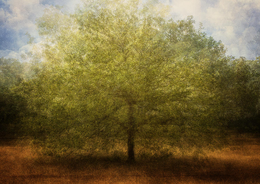 Tree Photograph - Embrace Me by Katarina Holmstrm