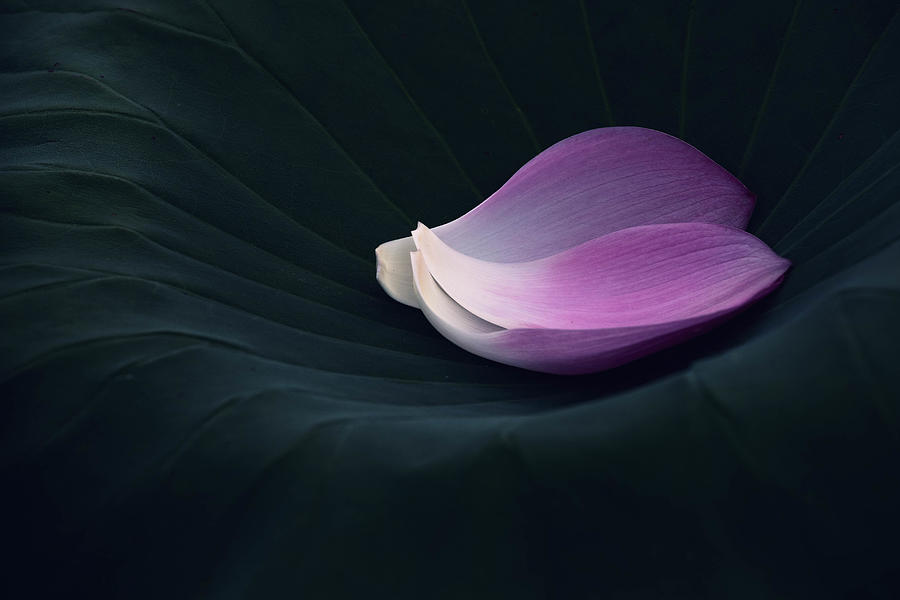 Flower Photograph - Embrace The Fall by Keren Wang