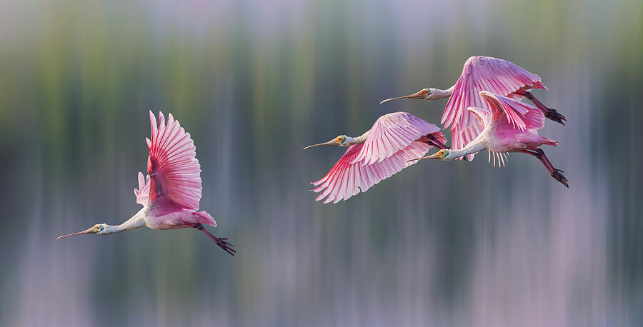 Spoonbill Photograph - Embrace The Spring by Qing Zhao