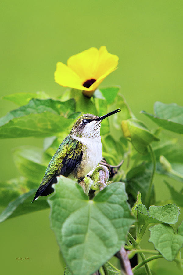 Emerald Garden Hummingbird Photograph by Christina Rollo