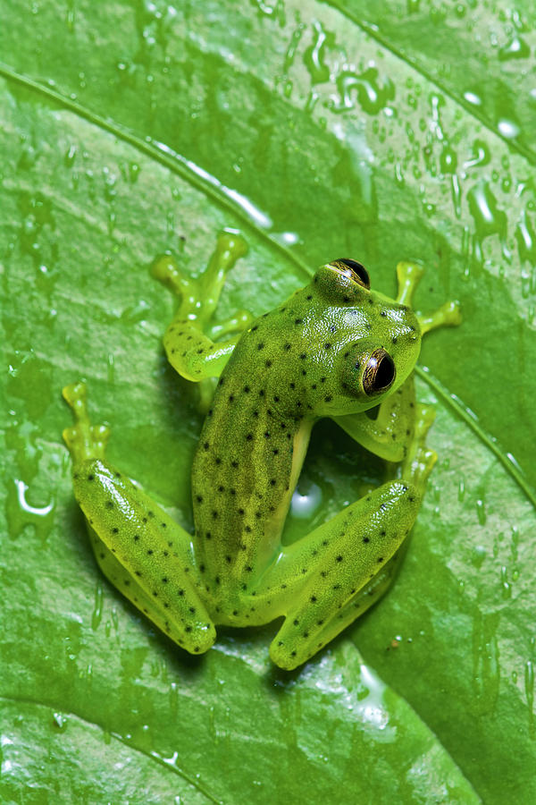 Emerald Glass Frog Photograph by James Christensen