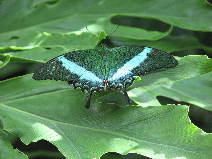 Emerald Green Butterfly Photograph by Boyd Carter