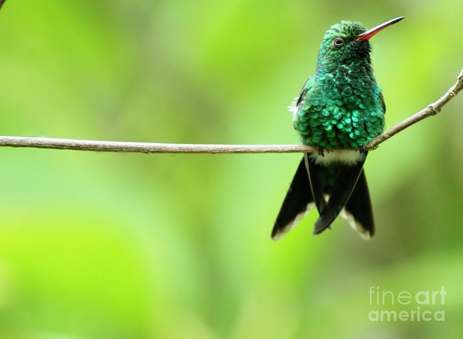Emerald Hummingbird Photograph