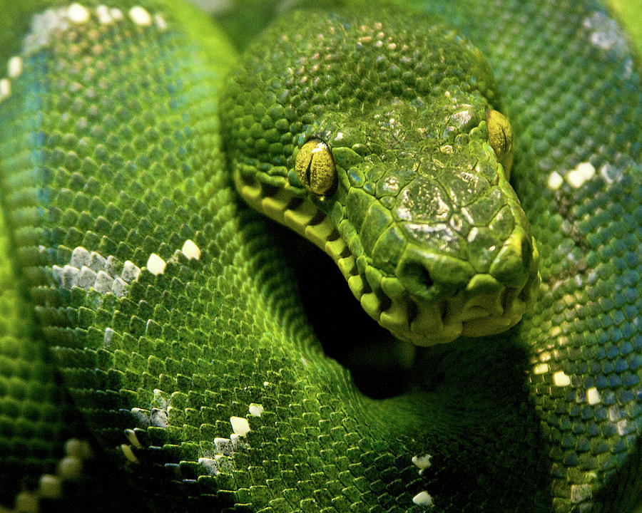 Emerald Python Photograph by Adam Jeffery Photography