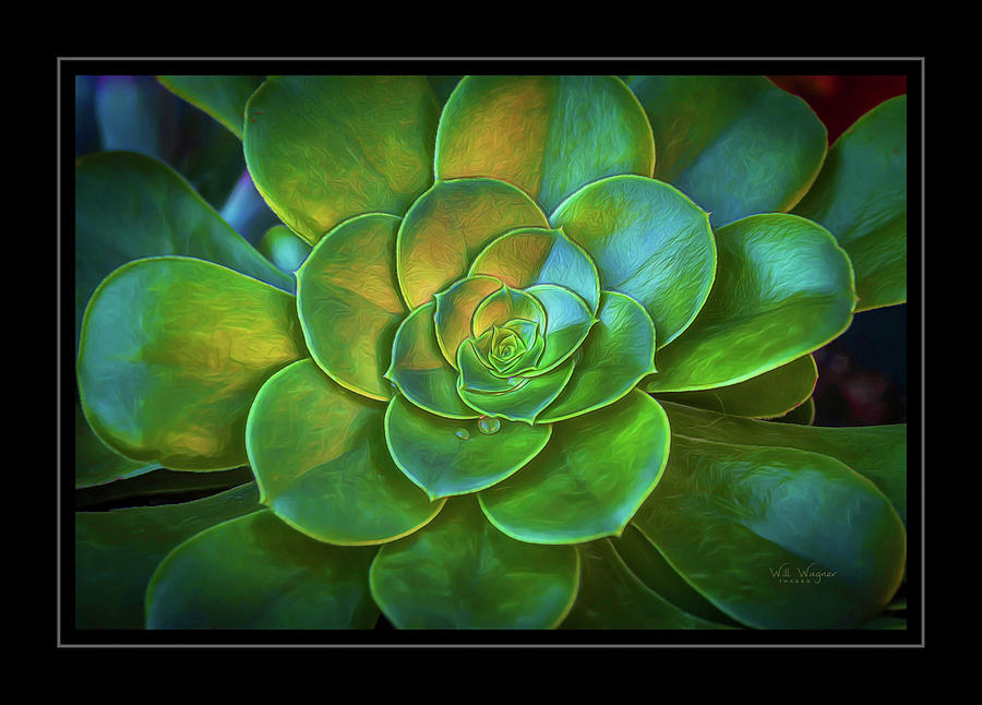 Emerald Rosette Photograph by Will Wagner