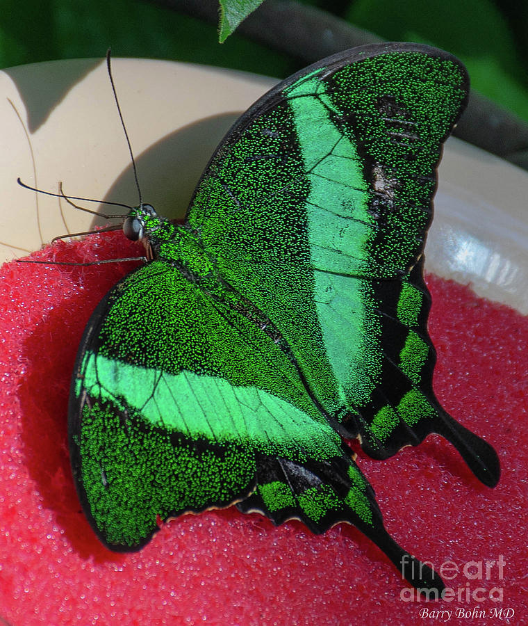 Emerald swallowtail Photograph by Barry Bohn