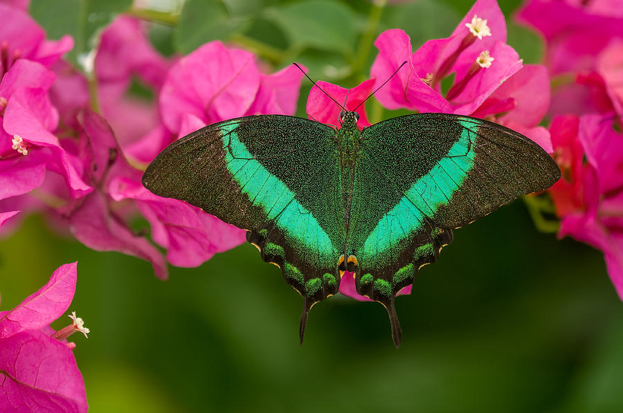 Butterfly Photograph - Emerald Swallowtail by Michael Lustbader