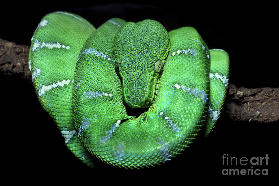 Emerald tree boa - The Living Rainforest