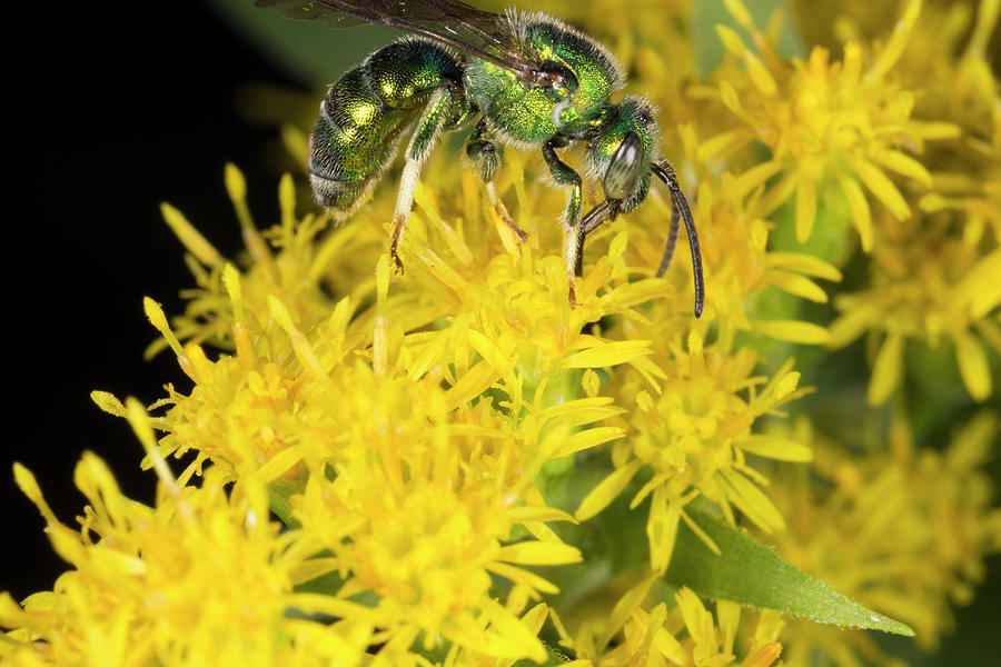 Emerald Wasp on Goldenrod 8271701 by Rick Veldman Emerald Wasp on Goldenrod 8271701 by Rick Veldman