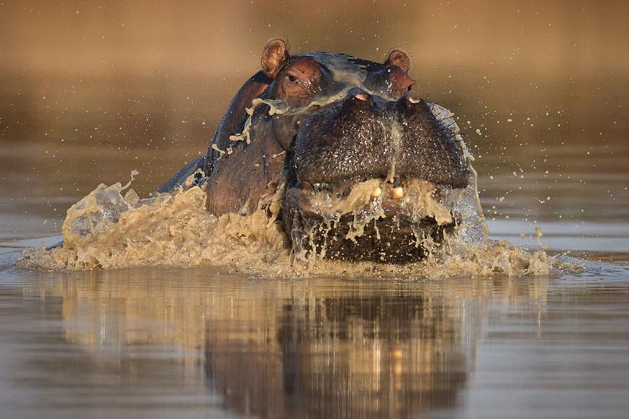 Up Movie Photograph - Emerging Hippo by Mario Moreno