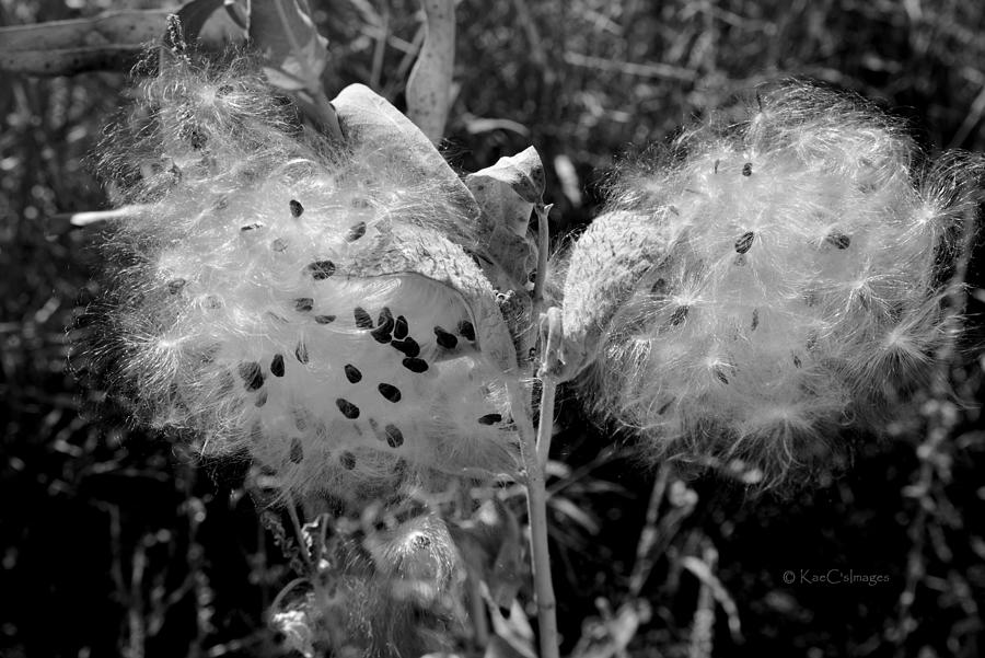 Emerging Milkweed seeds in Black and White Photograph by Kae Cheatham