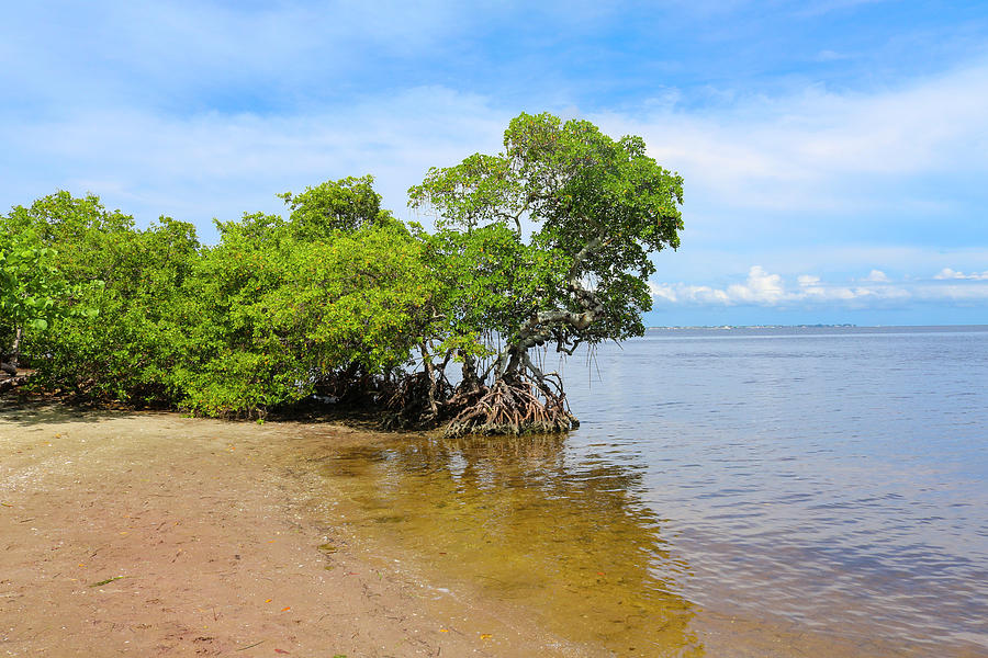Emerson Point Mangroves Photograph by Robert Wilder Jr