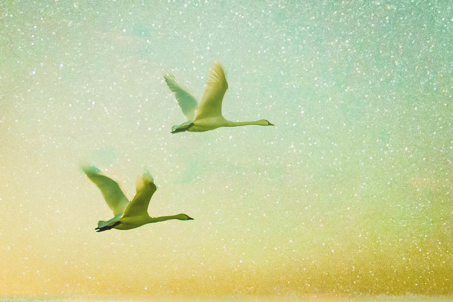 Animal Photograph - Emissary?swans by Yasutaka Sameshima