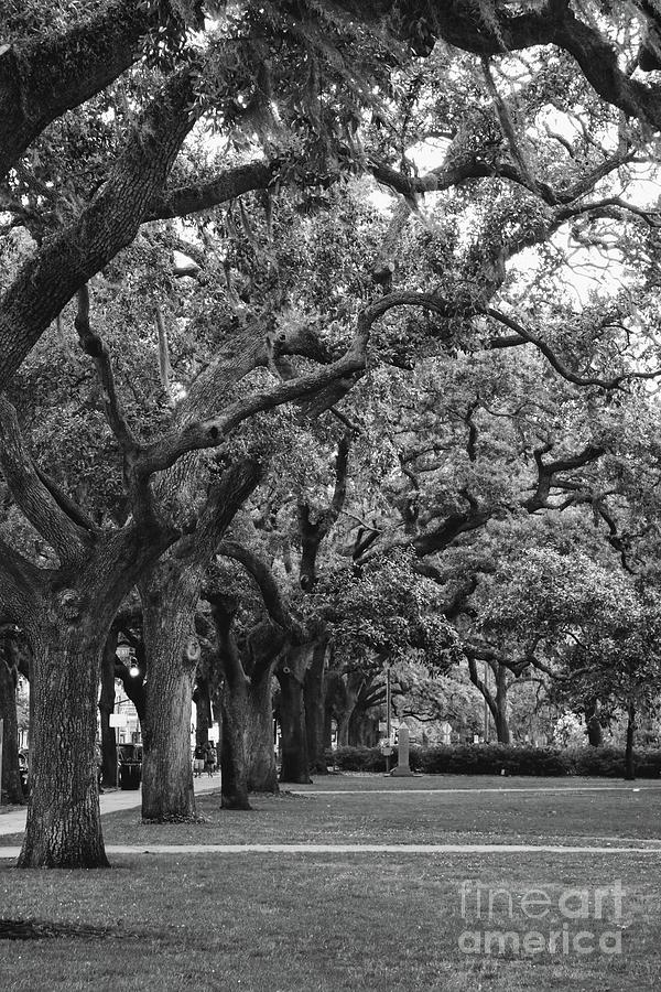 Emmet Park Trees in Black and White Photograph by Carol Groenen