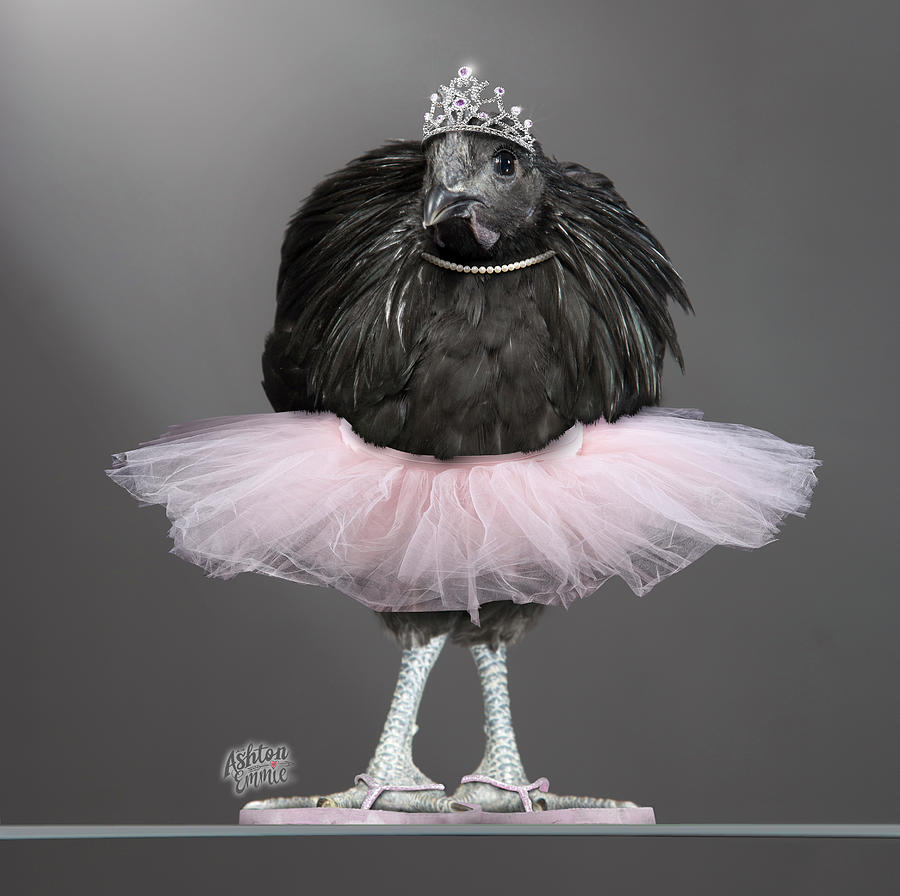 Black Chicken Digital Art - Emmie the Chicken in a Tutu by Dorothy Roberts-Johnston