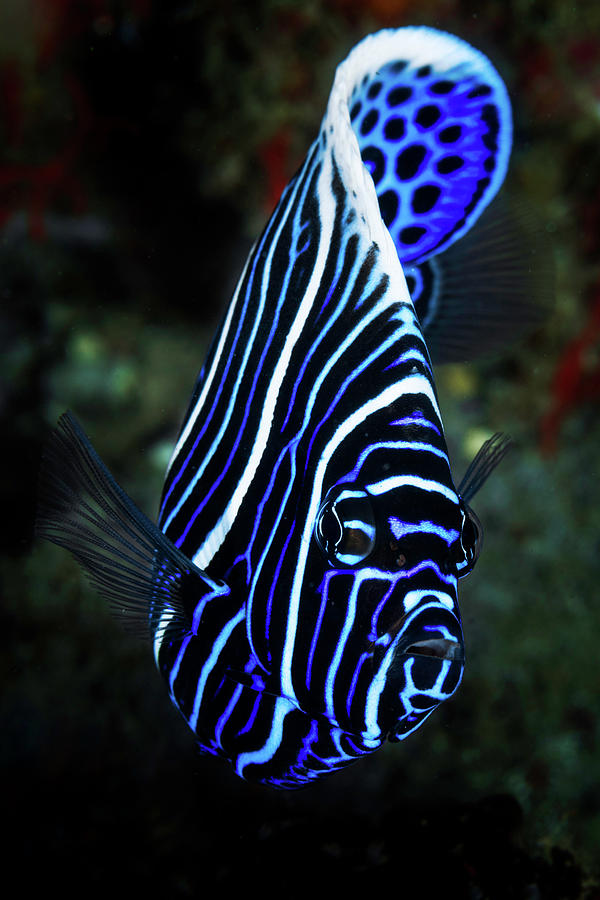 baby emperor angelfish