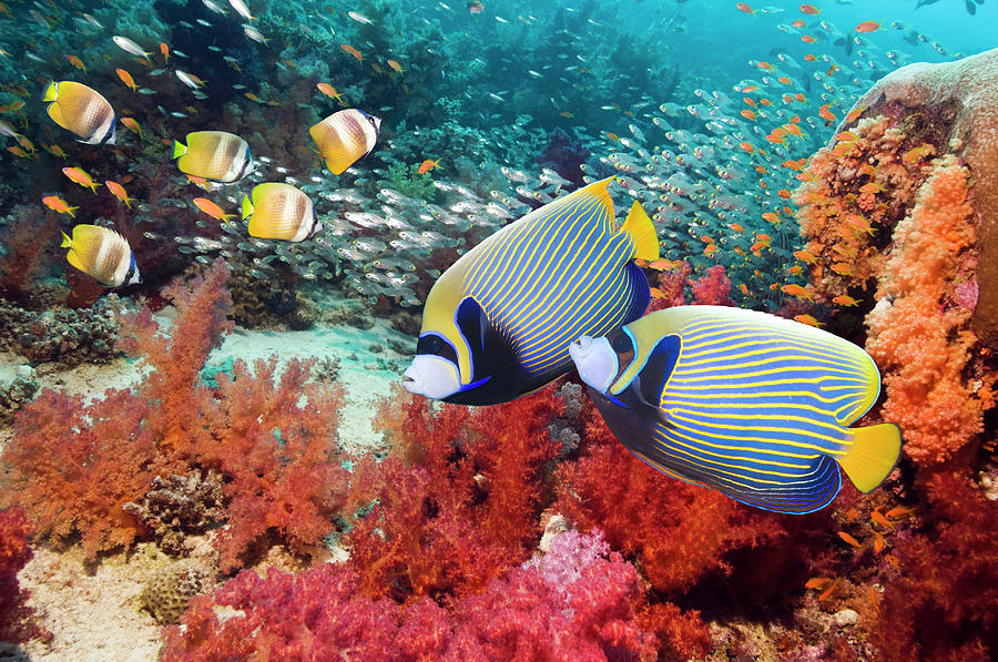 Emperor Angelfish Pomacanthus Imperator Photograph by Georgette Douwma