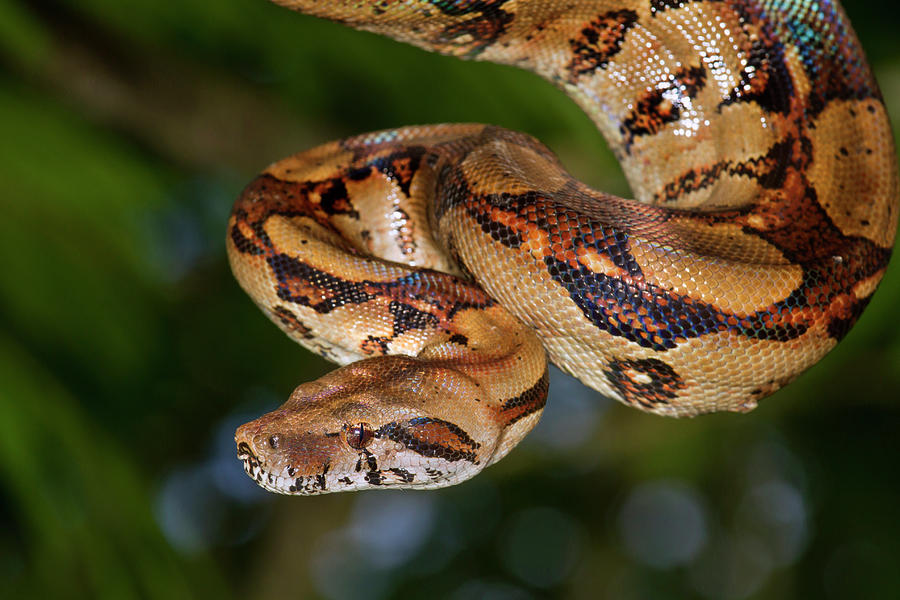 Emperor Boa Hanging In A Tree Photograph by Ivan Kuzmin