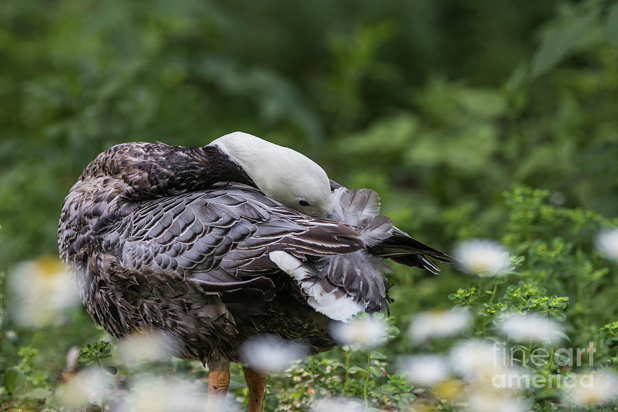 Goose Photograph - Emperor Goose by Eva Lechner